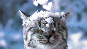 Illustration : "Ces chats qui luttent contre le froid !"