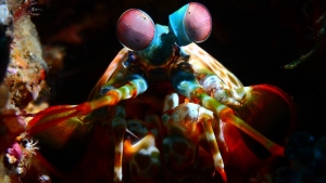 Illustration : "Ce plongeur a ramené de superbes photos de la faune sous-marine indonésienne dans ses bagages"