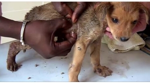 Illustration : "Sans l'aide de ses gentils sauveurs, ce chien serait certainement décédé aujourd'hui!"