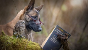 Illustration : "De chouettes photos où un chien et un hibou posent côte à côte"