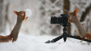 Illustration : "Ce photographe russe a capté de précieux moments de vie sauvage mettant en scène deux écureuils"