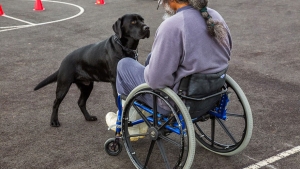 Illustration : "Ce photographe rend hommage aux chiens qui travaillent à travers une série de magnifiques clichés (15 photos)"