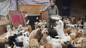 Illustration : "Elles se lèvent tous les jours à 4h du matin pour s'occuper de 1300 chiens errants"