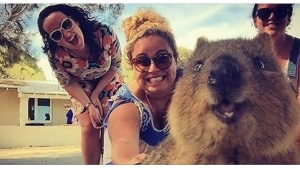 Illustration : "Faire un selfie avec un quokka, c'est la dernière tendance en Australie"