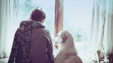 Illustration : Une fabuleuse amitié entre un garçon et un jeune labrador abandonné