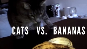 Illustration : "Chats vs bananes. Pourra-t-on les réconcilier un jour ?"