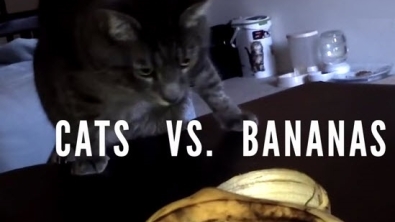 Illustration : Chats vs bananes. Pourra-t-on les réconcilier un jour ?