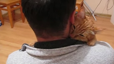 Illustration : La minute tendresse : regardez ce chat savourer les caresses de son propriétaire