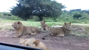 Illustration : "Elles ne s'attendaient pas à ce que le lion soit aussi malin et leur flanque la trouille de leur vie"