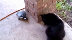 Illustration : "Profitant de la lenteur de la tortue, ce chat la taquine et la fait tourner en rond"