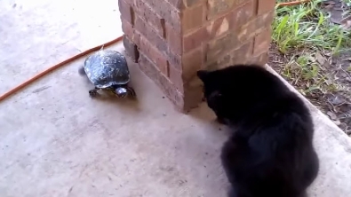 Illustration : Profitant de la lenteur de la tortue, ce chat la taquine et la fait tourner en rond