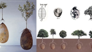 Illustration : "Transformer les defunts en arbres, c'est possible avec cette capsule funéraire ! Belle alternative aux cimetières courants..."