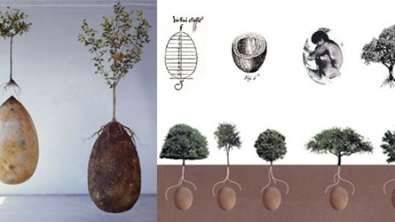 Illustration : Transformer les defunts en arbres, c'est possible avec cette capsule funéraire ! Belle alternative aux cimetières courants...