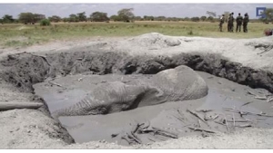 Illustration : "L'émouvant sauvetage d'un éléphant pris au piège dans la boue depuis près de 12 heures."