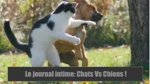 Illustration : "DIfférences entre le journal intime d'un chien et d'un chat. C'est Hilarant !"