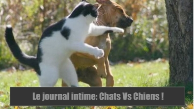 Illustration : DIfférences entre le journal intime d'un chien et d'un chat. C'est Hilarant !