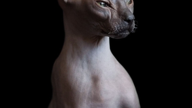 Illustration : Elle capture la "beauté nue" des chats sphynx en les prenant en photo