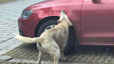 Illustration : Un chien frappé par un automobiliste se venge en s'attaquant à son véhicule