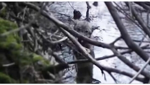 Illustration : "L'émouvant sauvetage d'un loup sur un lac gelé..."