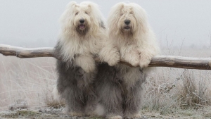 Illustration : "Voici Sophie et Sarah, deux inséparables soeurs bobtails qui adorent prendre la pose"