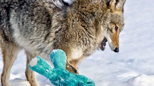 Illustration : "Les coyotes sauvages savent eux aussi s'amuser. Cette photographe vous en donne la preuve"