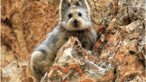 Illustration : "Découvrez le pika lli, le lapin magique, une créature très rare et très menacée !"