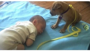 Illustration : "La mission de ce chiot était de protéger son meilleur ami...Le résultat est ADORABLE !"