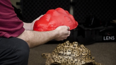 Illustration : L'impression 3D au secours d'une tortue