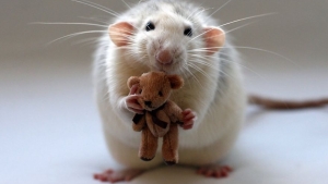 Illustration : "Les rats sont, eux aussi, d'adorables animaux de compagnie. Ces 16 photos le prouvent"