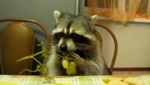 Illustration : "Ce raton laveur adore les raisins et sait se tenir à table"