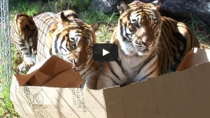 Illustration : "Il met des boîtes en carton dans l'enclos des félins ! Regardez le comportement de ces gros chats..."