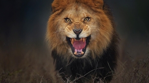 Illustration : "Il photographie le lion qui s'apprête à l'attaquer ! Impressionnant !"