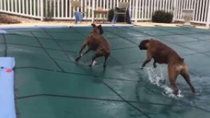 Illustration : "Ils mettent une bâche sur leur piscine est ce qui arrive après est hilarant!"