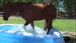 Illustration : "Regardez ce cheval s'amuser dans une piscine gonflable"