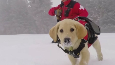 Illustration : Voici Jake, l'adorable labrador secouriste en herbe (et en neige)