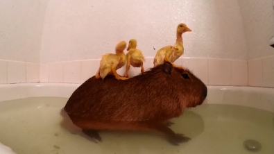 Illustration : La scène "cute" du jour : un Capybara et trois canetons prennent un bain