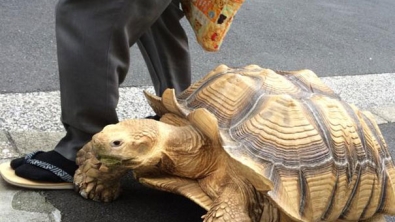 Illustration : Il promène tranquillement sa tortue géante dans les rues de Tokyo