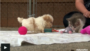 Illustration : "À peine sauvé, ce petit chiot se fait un nouvel ami. Une scène adorable..."