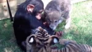 Illustration : "Regardez la réaction de ce chimpanzé à l'arrivée de ce louveteau et de ces bébés tigres"