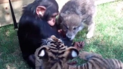 Illustration : Regardez la réaction de ce chimpanzé à l'arrivée de ce louveteau et de ces bébés tigres