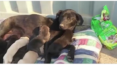 Illustration : Cette chienne a fait quelque chose d'incroyable pour sauver ses bébés d'un incendie ! Incroyable...