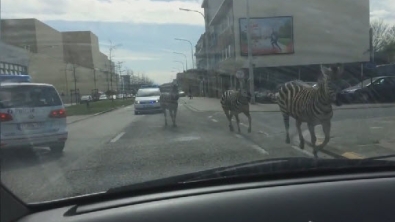 Illustration : L'étonnante chevauchée d'un groupe de zèbres dans les rues de Bruxelles