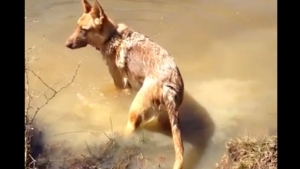 Illustration : "L'hilarante réaction d'un berger allemand qui ne veut pas interrompre sa baignade"