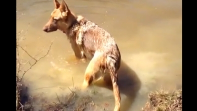 Illustration : L'hilarante réaction d'un berger allemand qui ne veut pas interrompre sa baignade