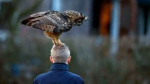 Illustration : "Ce hibou adore se poser sur les têtes des passants"