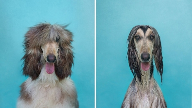 Illustration : Les photos de chiens avant et après leur bain, par Serenah Hodson