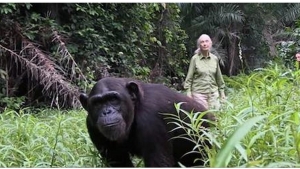 Illustration : "Un chimpanzé qui remercie sa sauveteuse d'une manière très touchante... De quoi vous mettre les larmes aux yeux !"