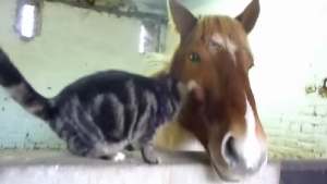 Illustration : "Une amitié inattendue et touchante entre un cheval et un chat"