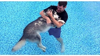 Illustration : Il met son chien gravement malade dans la piscine et ce qu'il s'y produit est miraculeux !