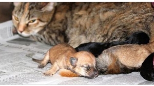 Illustration : "Cette chatte recueille 4 chiots et s'en occupe comme si c'était ses enfants... Magnifique !  "